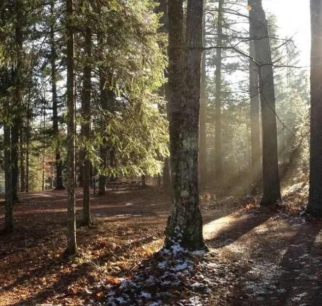 trees in northern WI forest