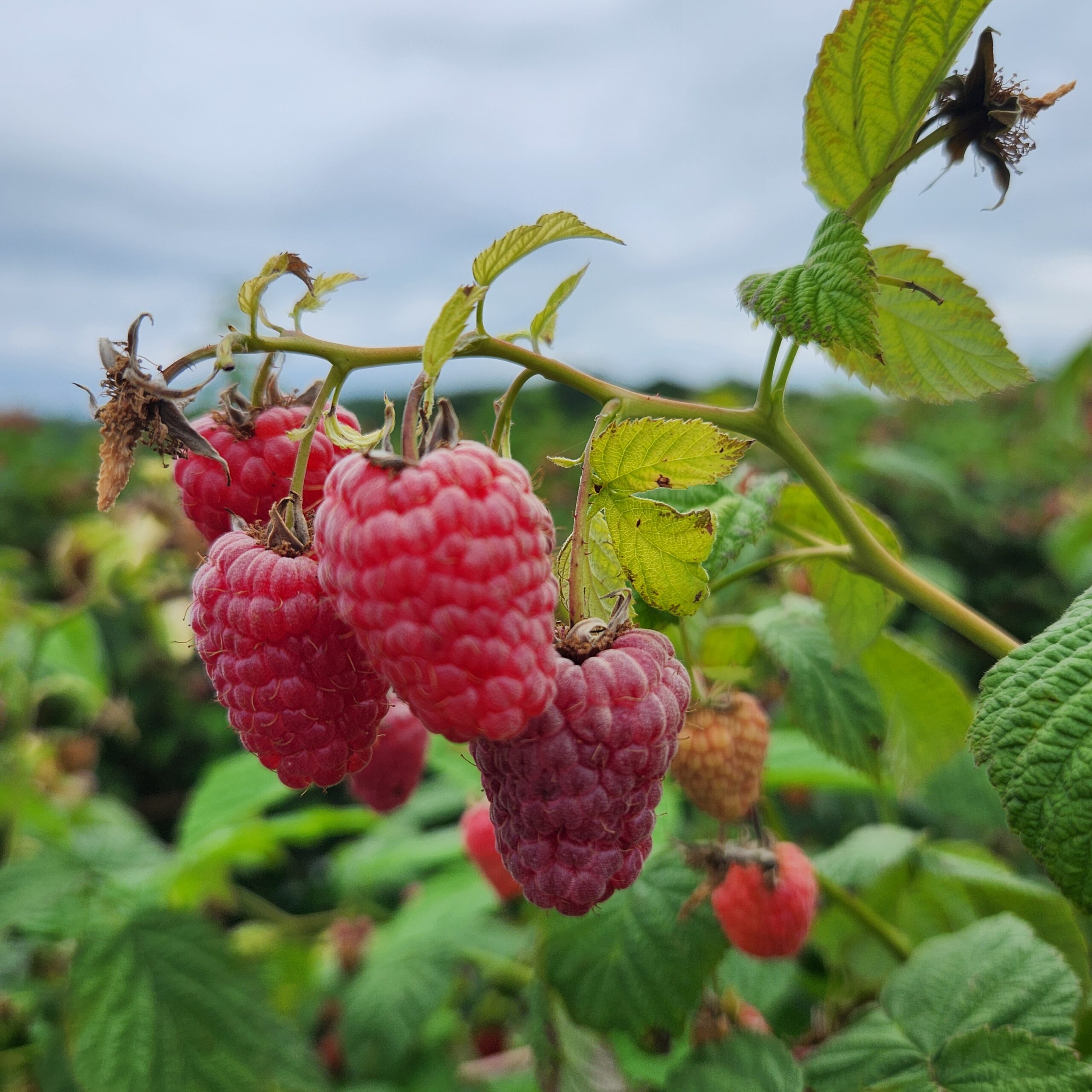 Raspberries on a branch