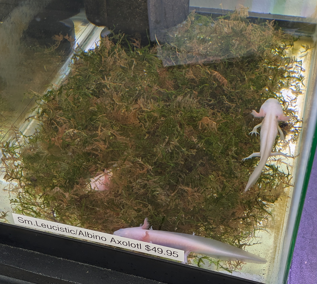 axoloti