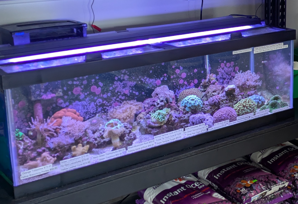 coral tank
