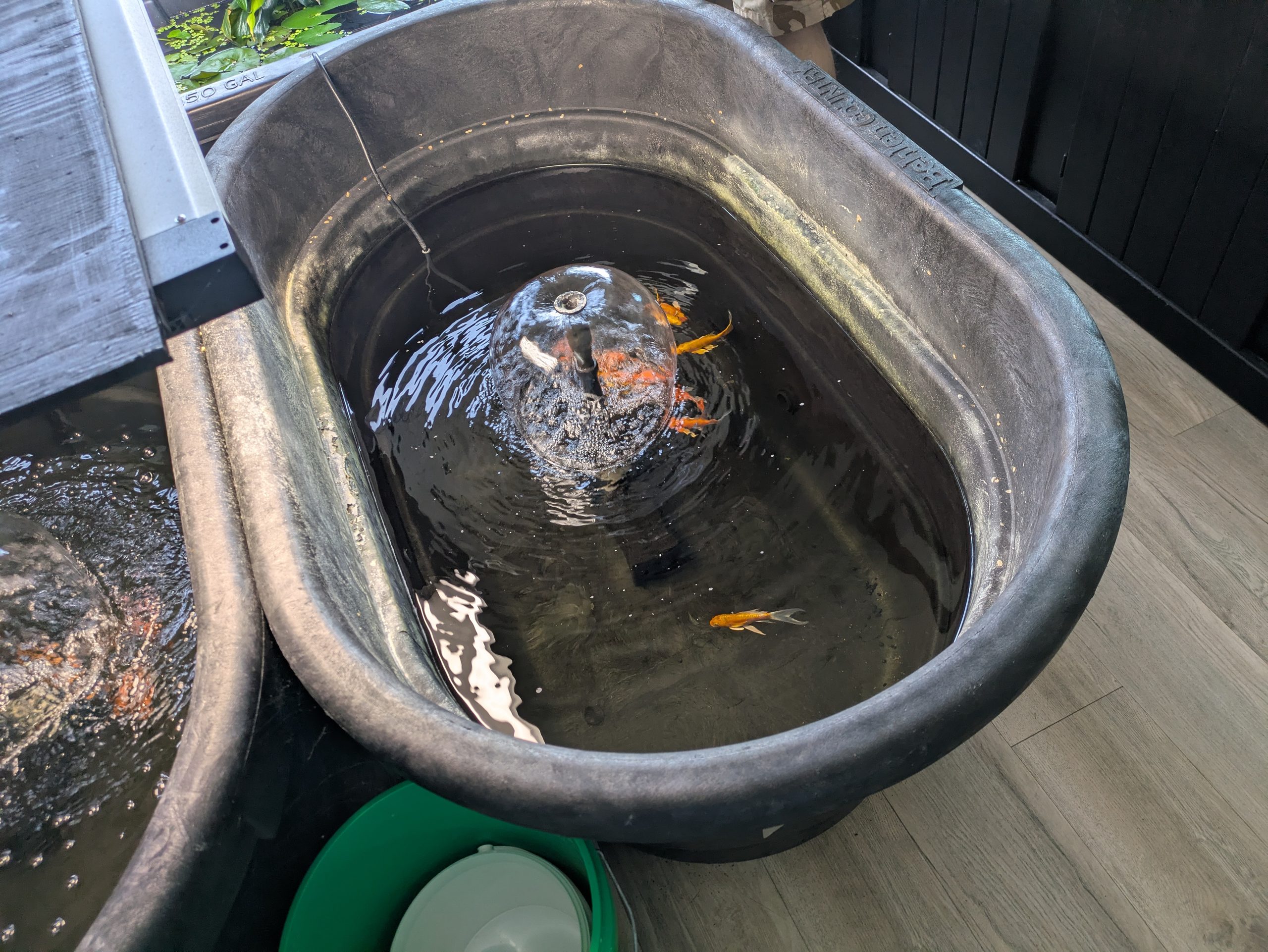 koi tank