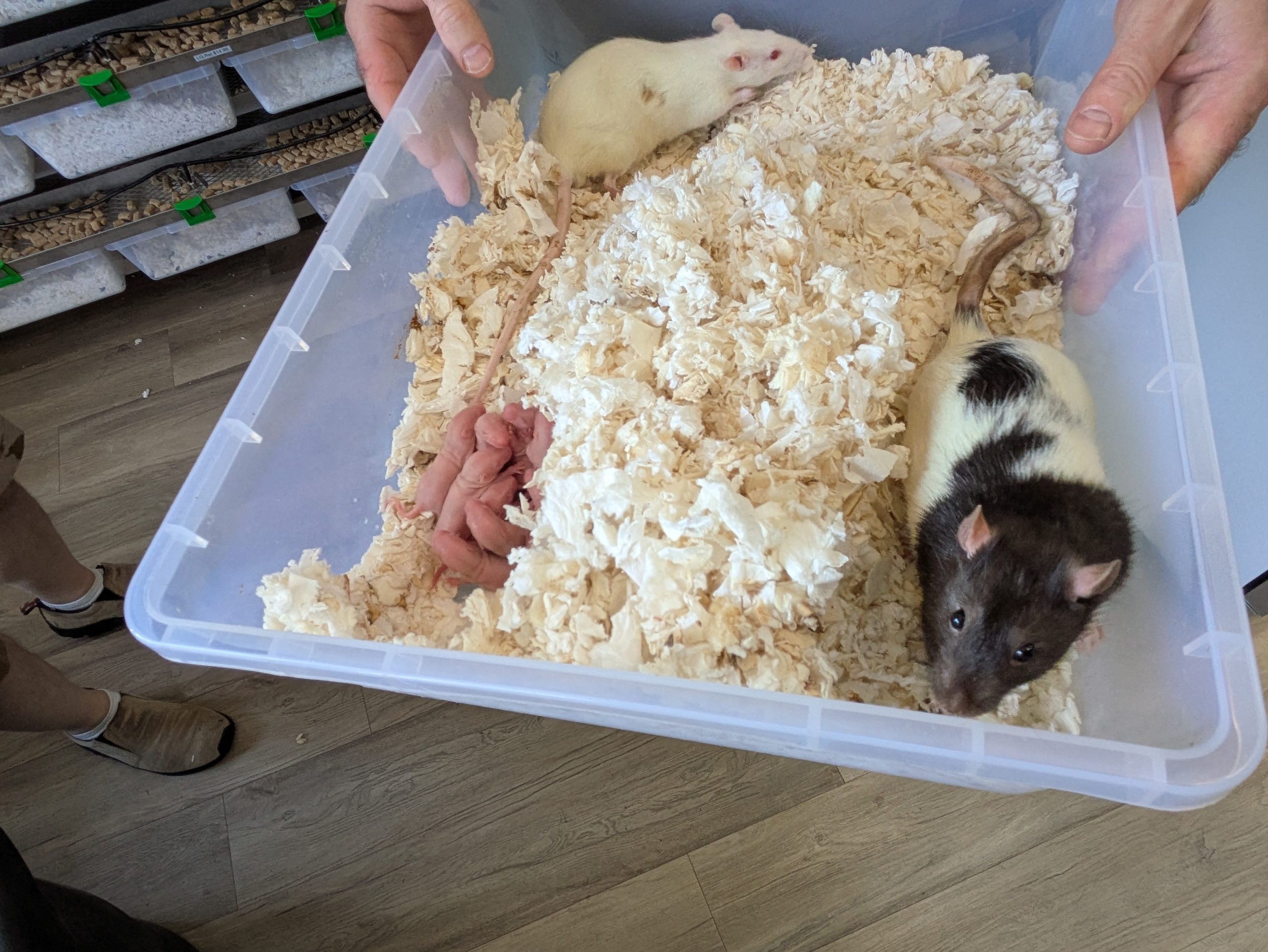 rat and babies